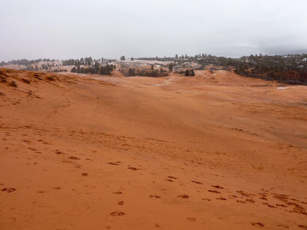 coral pink dunes (2).JPG